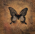 B&G  Butterfly